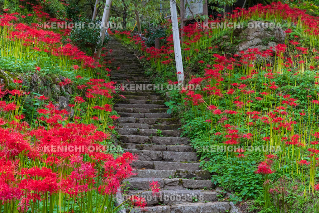 奈良県　佛隆寺　参道の彼岸花