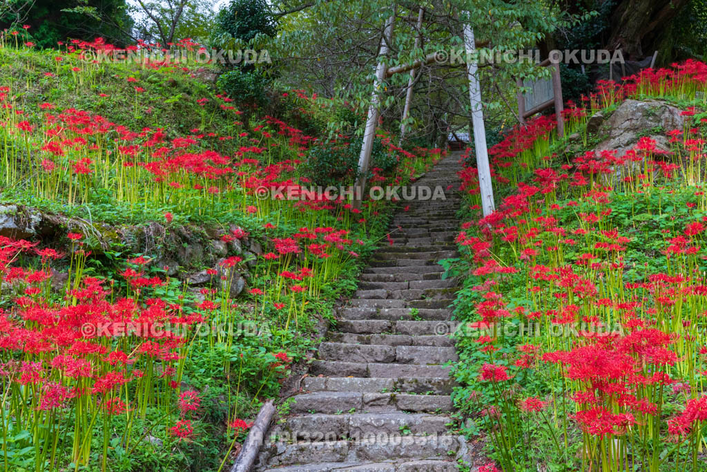 奈良県　佛隆寺　参道の彼岸花