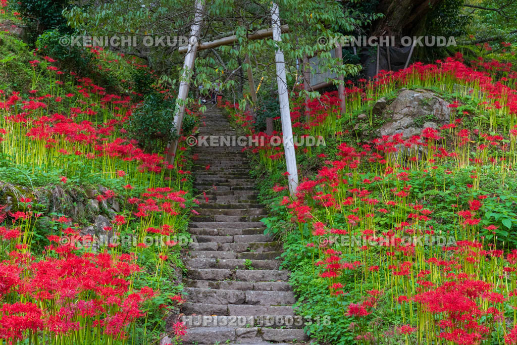 奈良県 佛隆寺 参道の彼岸花