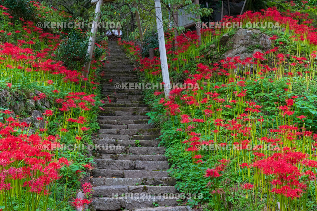 奈良県　佛隆寺　参道の彼岸花