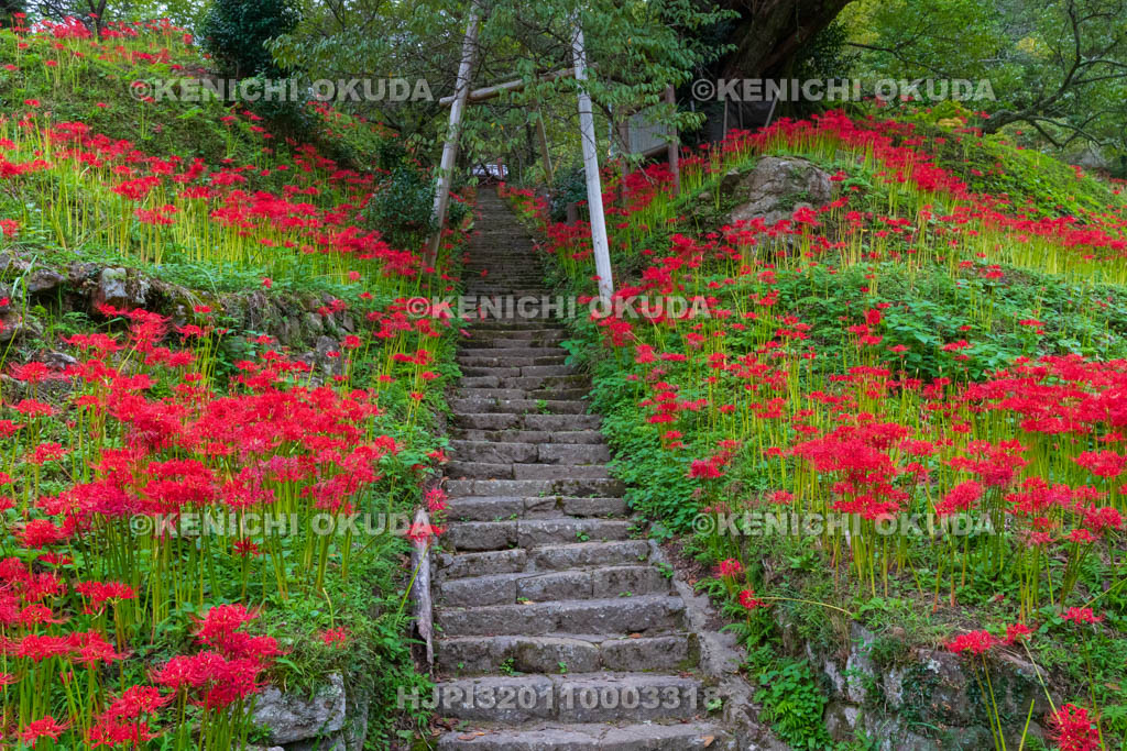 奈良県 佛隆寺 参道の彼岸花