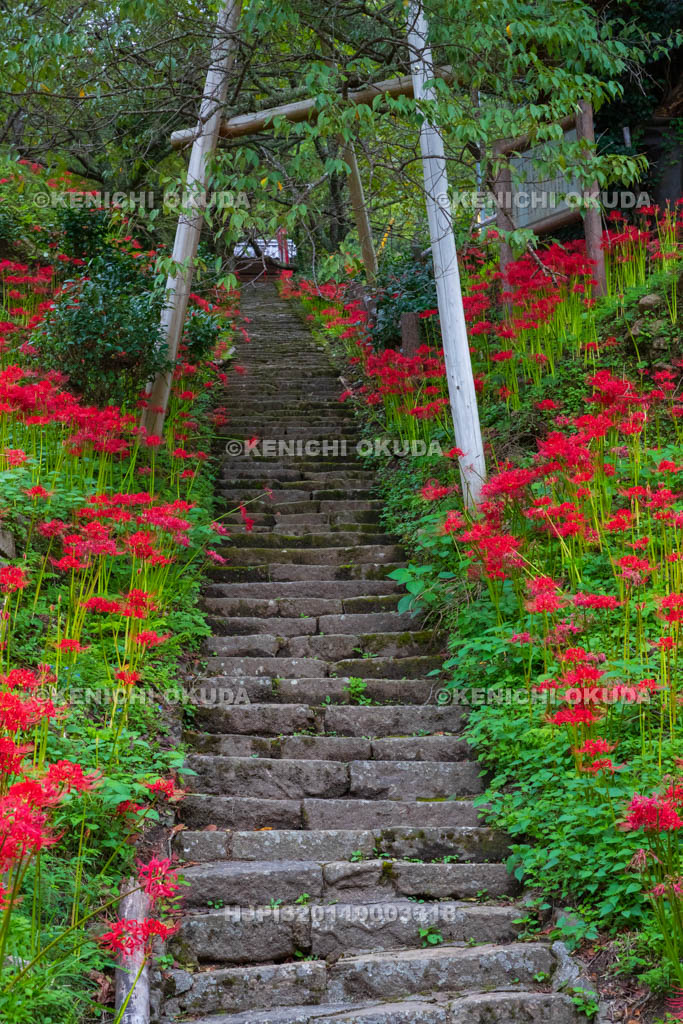 奈良県　佛隆寺　参道の彼岸花