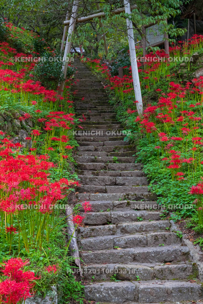 奈良県 佛隆寺 参道の彼岸花