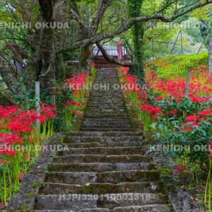 奈良県　佛隆寺　参道の彼岸花