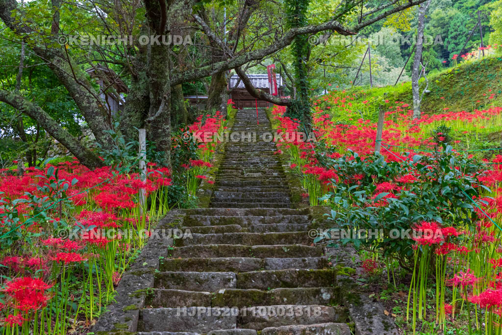 奈良県 佛隆寺 参道の彼岸花