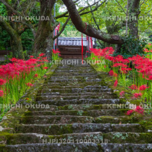 奈良県　佛隆寺　参道の彼岸花