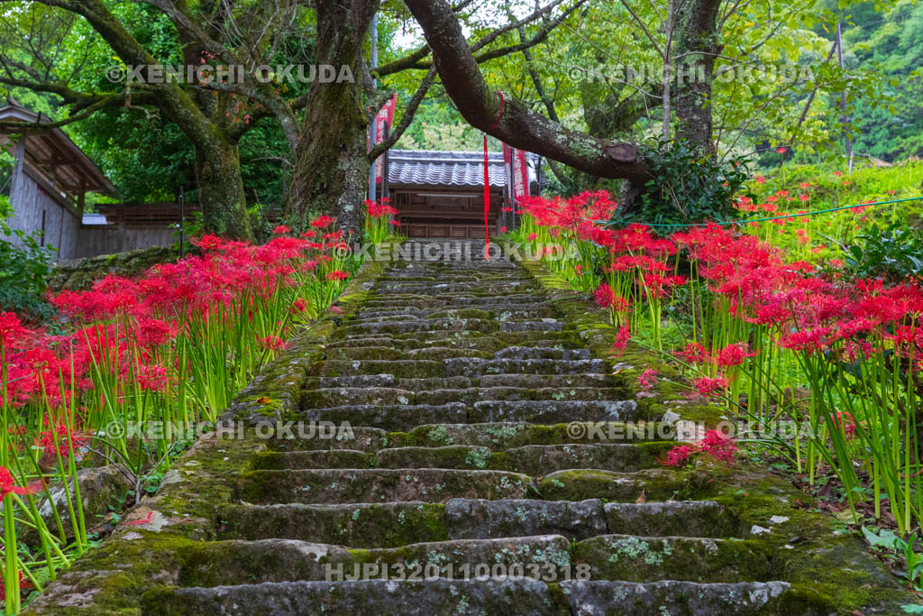 奈良県 佛隆寺 参道の彼岸花