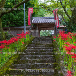 奈良県　佛隆寺　参道の彼岸花