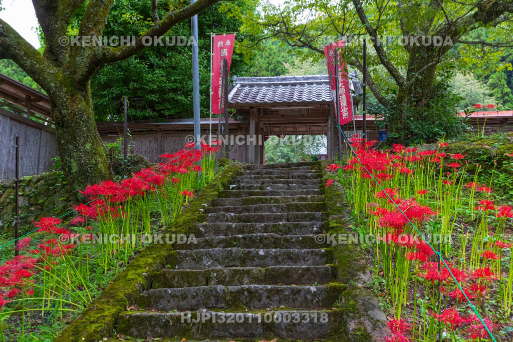 奈良県 佛隆寺 参道の彼岸花