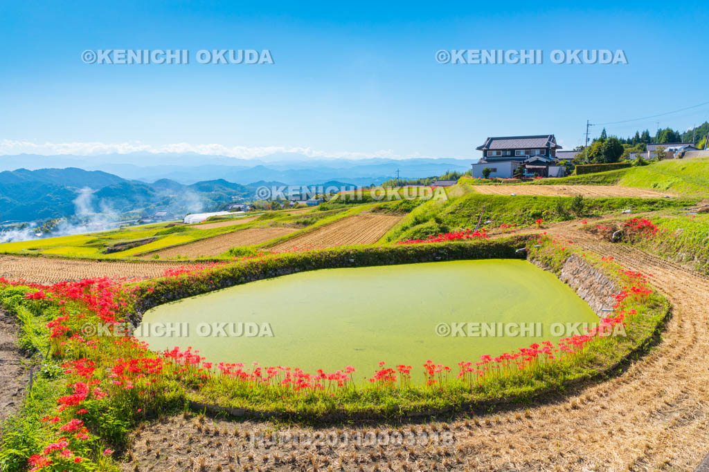 奈良県　伏見池　ヒガンバナ