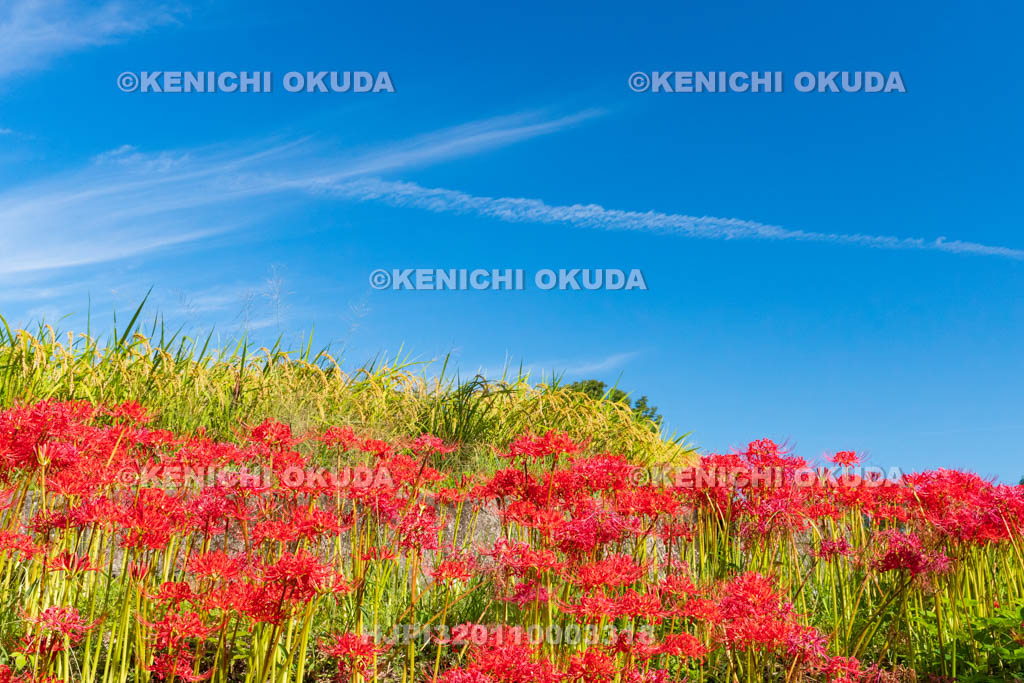奈良県　稲穂とヒガンバナ　葛城一言主神社付近