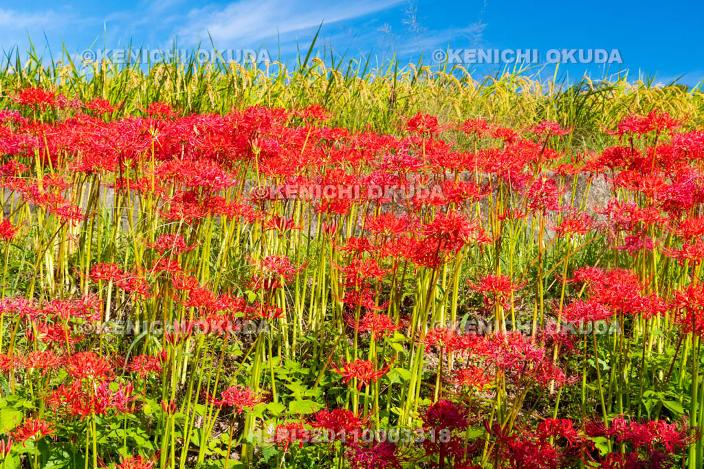 奈良県　稲穂とヒガンバナ　葛城一言主神社付近