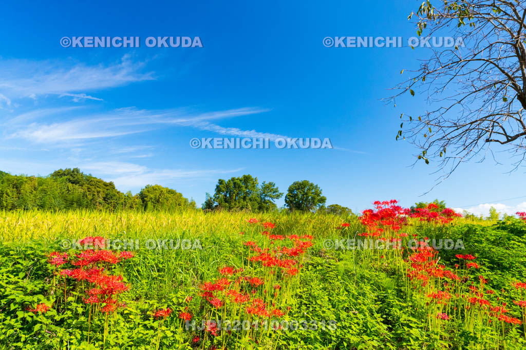 奈良県　ヒガンバナ　葛城一言主神社付近