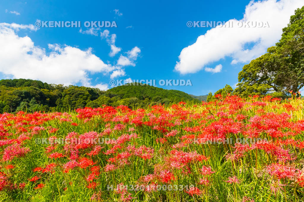 奈良県　ヒガンバナ　葛城一言主神社付近