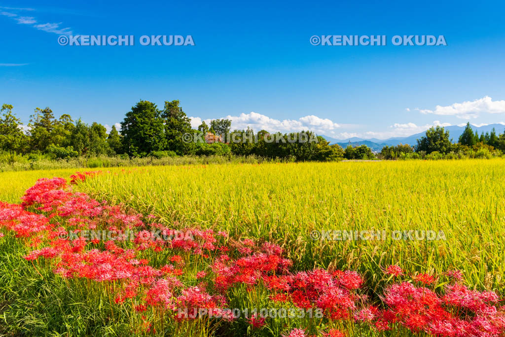 奈良県　稲穂とヒガンバナ　葛城一言主神社付近