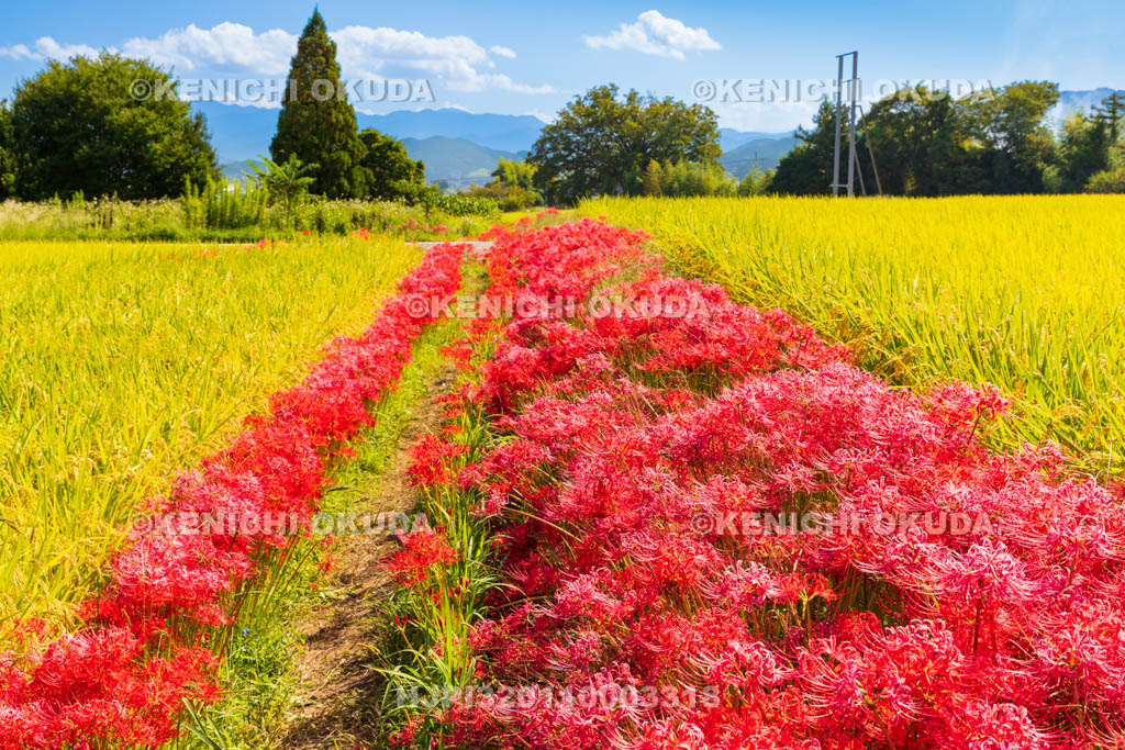 奈良県　稲穂とヒガンバナ　葛城一言主神社付近