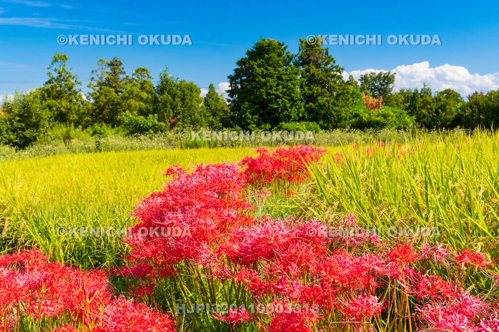 奈良県　稲穂とヒガンバナ　葛城一言主神社付近