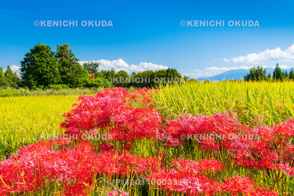 奈良県　稲穂とヒガンバナ　葛城一言主神社付近