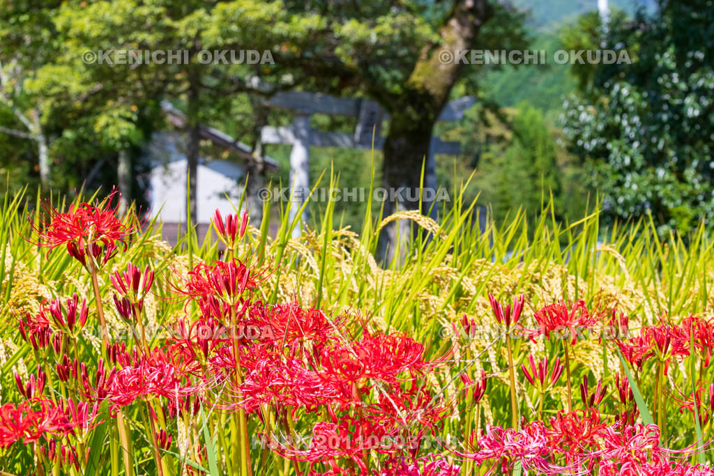 奈良県　稲穂とヒガンバナ　葛城一言主神社　二の鳥居付近　