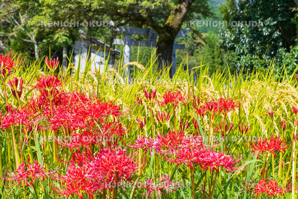 奈良県　稲穂とヒガンバナ　葛城一言主神社　二の鳥居付近　