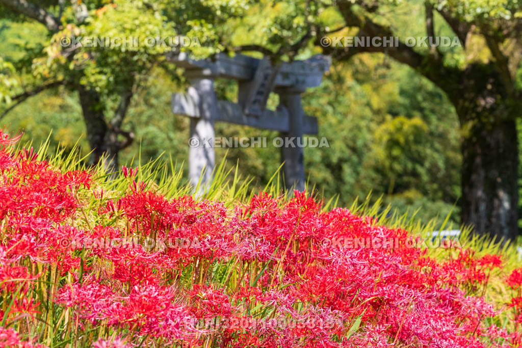 奈良県　ヒガンバナ　葛城一言主神社　二の鳥居付近　