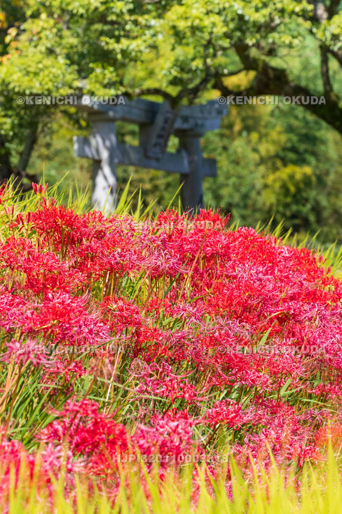 奈良県　ヒガンバナ　葛城一言主神社　二の鳥居付近　