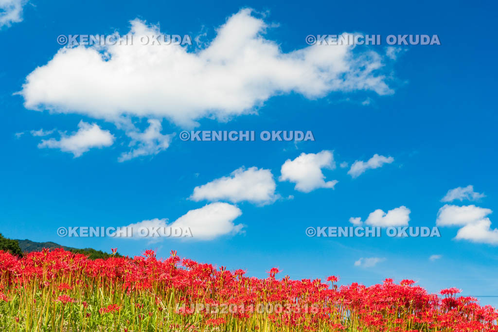 奈良県　ヒガンバナ　九品寺付近