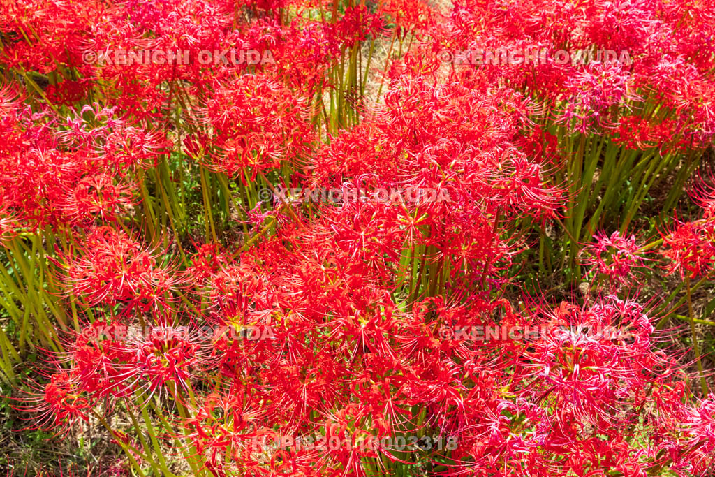 奈良県　ヒガンバナ　九品寺付近