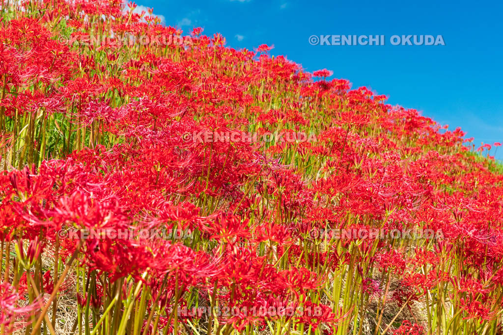 奈良県　ヒガンバナ　九品寺付近