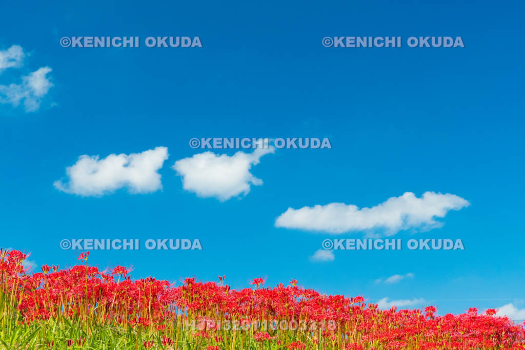 奈良県　ヒガンバナ　九品寺付近