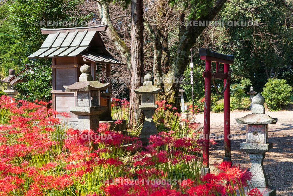 奈良県　ヒガンバナ咲く於美阿志神社（おみあしじんじゃ）