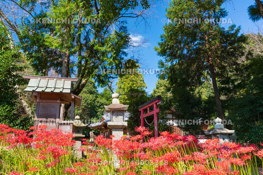 奈良県　ヒガンバナ咲く於美阿志神社（おみあしじんじゃ）