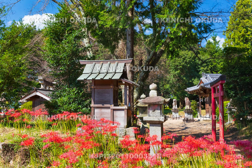 奈良県　ヒガンバナ咲く於美阿志神社（おみあしじんじゃ）