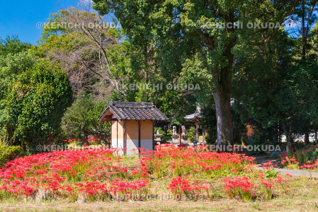 奈良県　ヒガンバナ咲く於美阿志神社（おみあしじんじゃ）