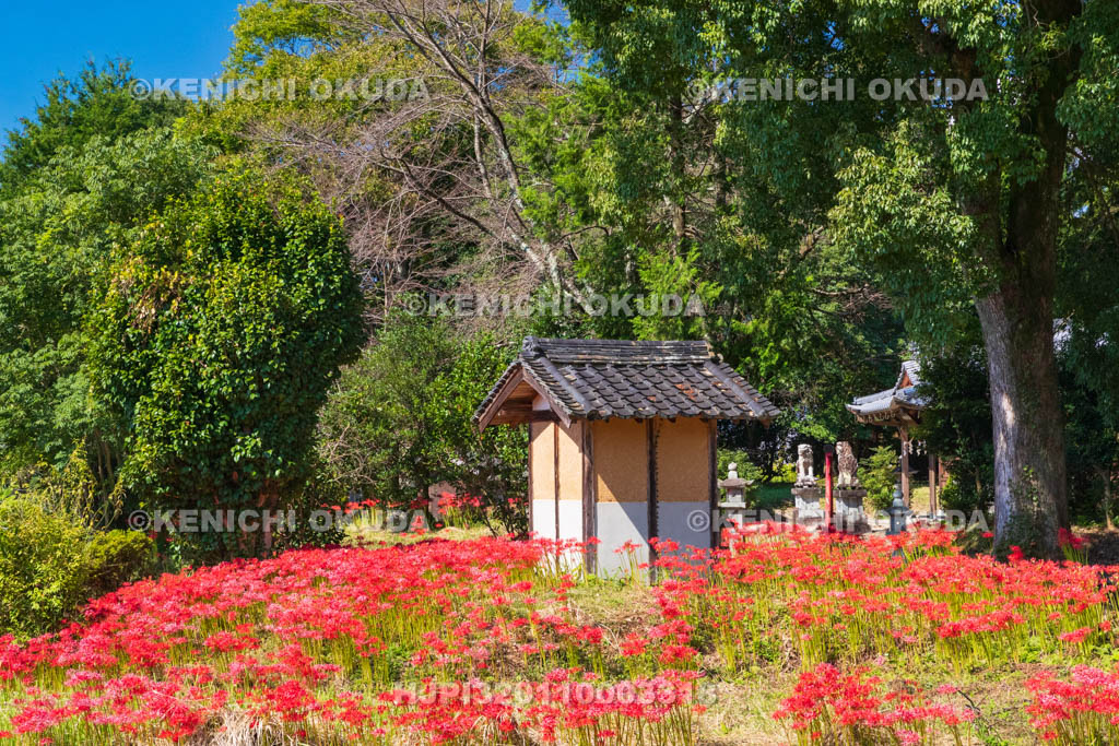 奈良県　ヒガンバナ咲く於美阿志神社（おみあしじんじゃ）