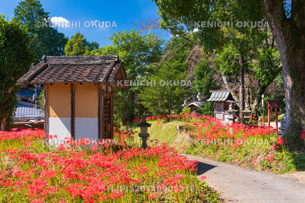 奈良県　ヒガンバナ咲く於美阿志神社（おみあしじんじゃ）
