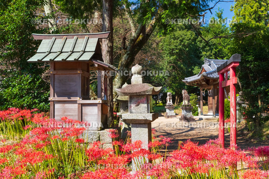 奈良県　ヒガンバナ咲く於美阿志神社（おみあしじんじゃ）