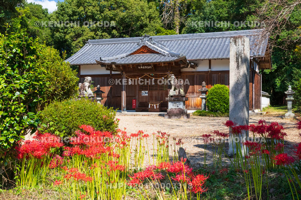 奈良県　ヒガンバナ咲く於美阿志神社（おみあしじんじゃ）