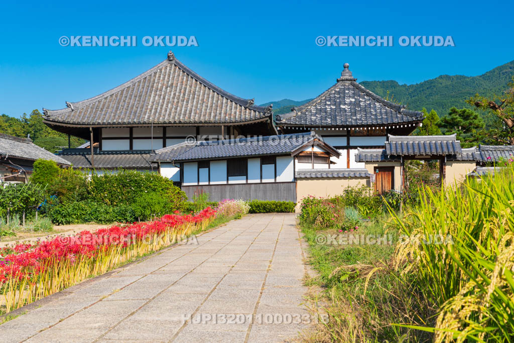奈良県　ヒガンバナ咲く飛鳥寺参道　西門付近