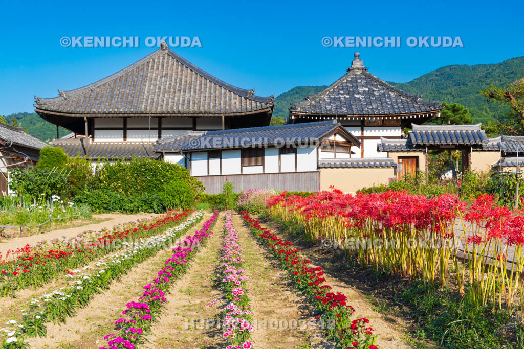 奈良県　ヒガンバナと飛鳥寺　西門付近