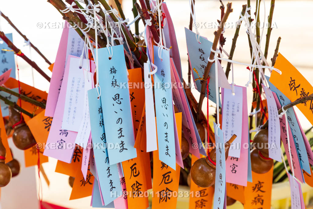 京都府　北野天満宮　招福の梅枝「思いのまま」