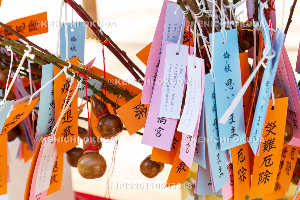 京都府　北野天満宮　招福の梅枝「思いのまま」