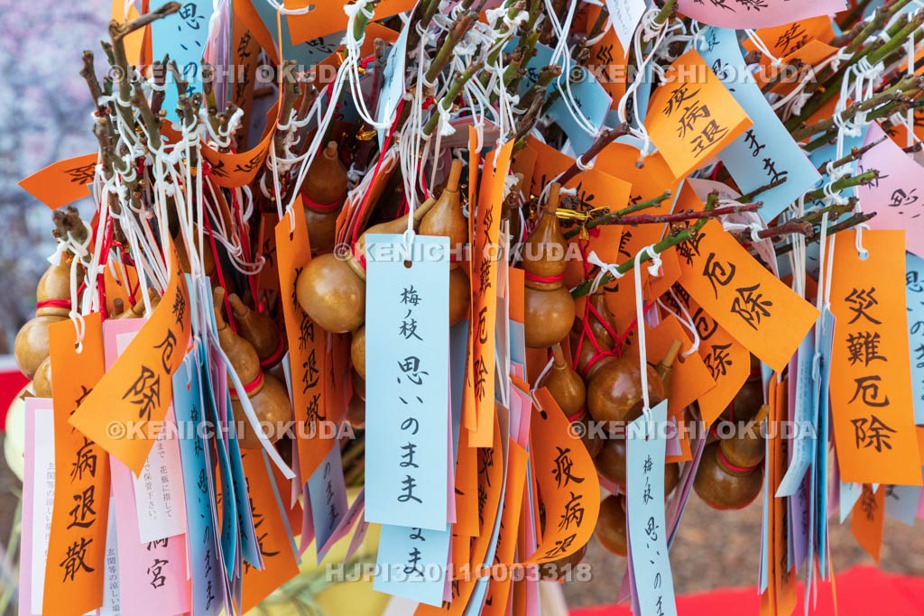 京都府　北野天満宮　招福の梅枝「思いのまま」