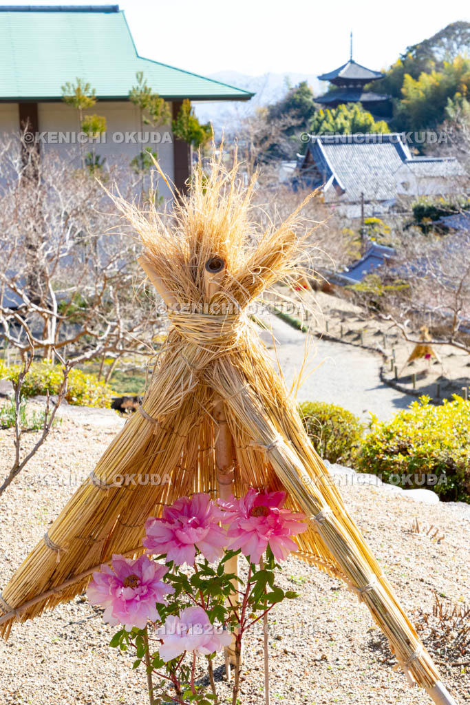 奈良県　當麻寺奥院　冬ボタン