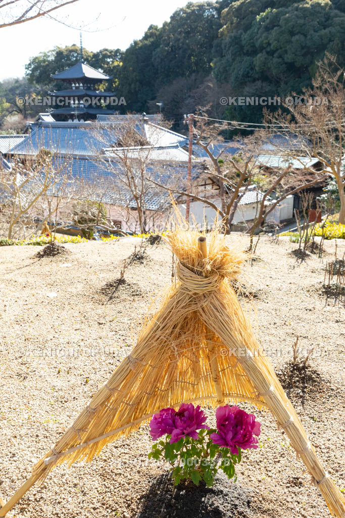 奈良県　當麻寺奥院　冬ボタン