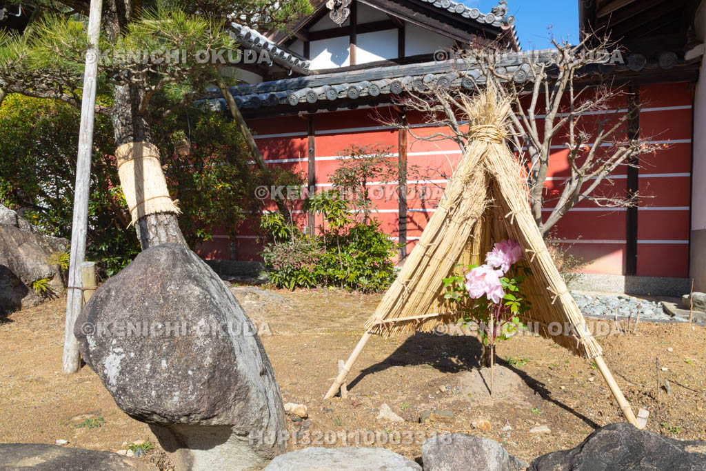 奈良県　當麻寺奥院　冬ボタン