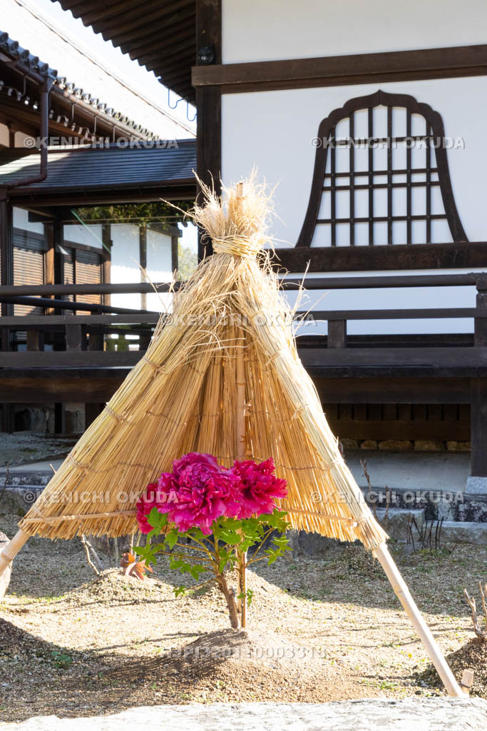 奈良県　當麻寺奥院　冬ボタン
