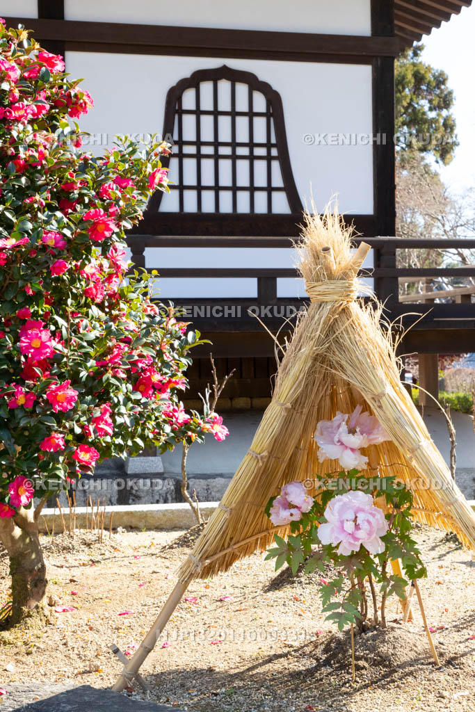 奈良県　當麻寺奥院　サザンカと冬ボタン