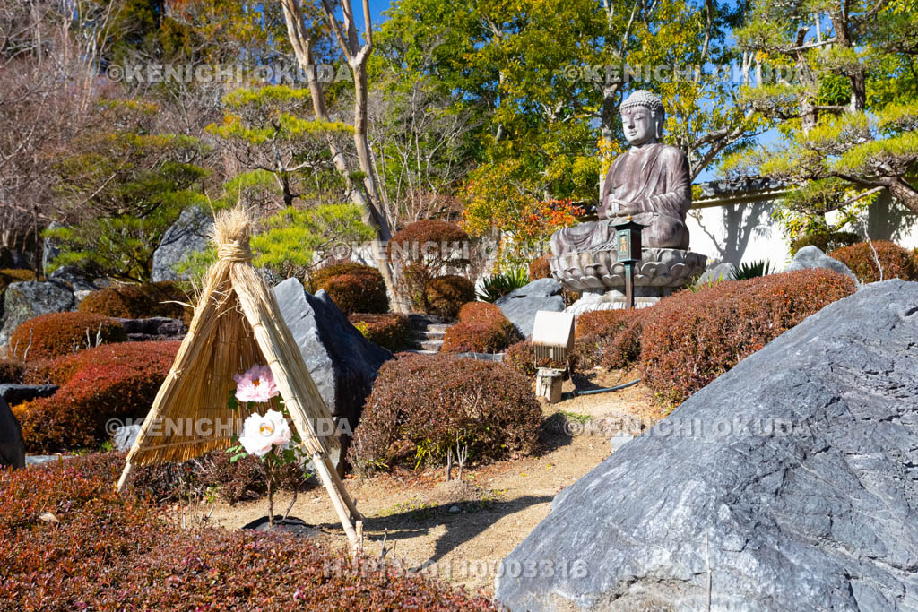 奈良県　當麻寺奥院　浄土庭園　冬ボタン
