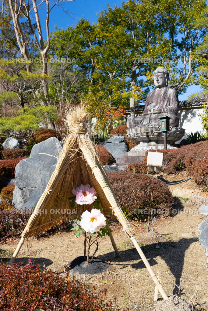 奈良県　當麻寺奥院　浄土庭園　冬ボタン